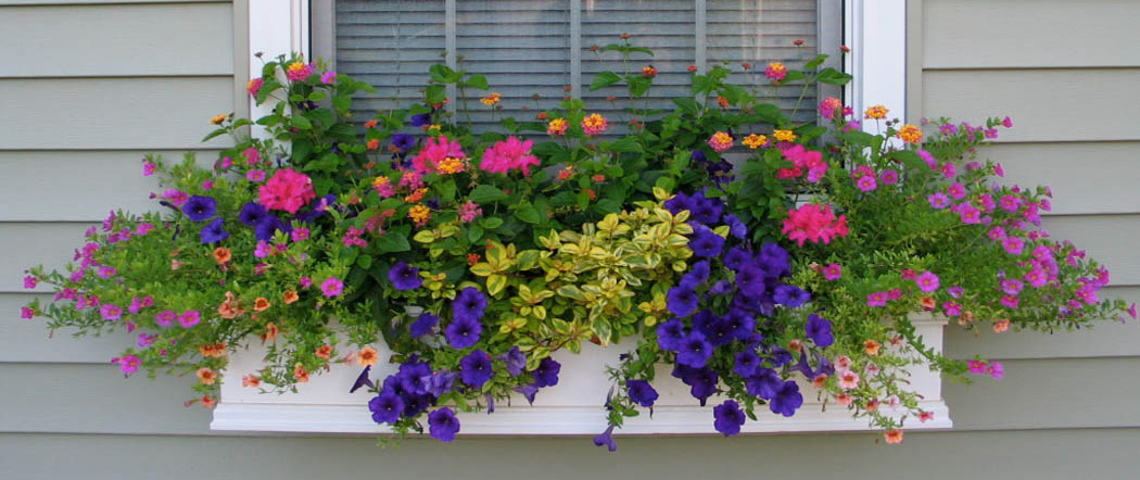 32++ Good flowers for window boxes in shade